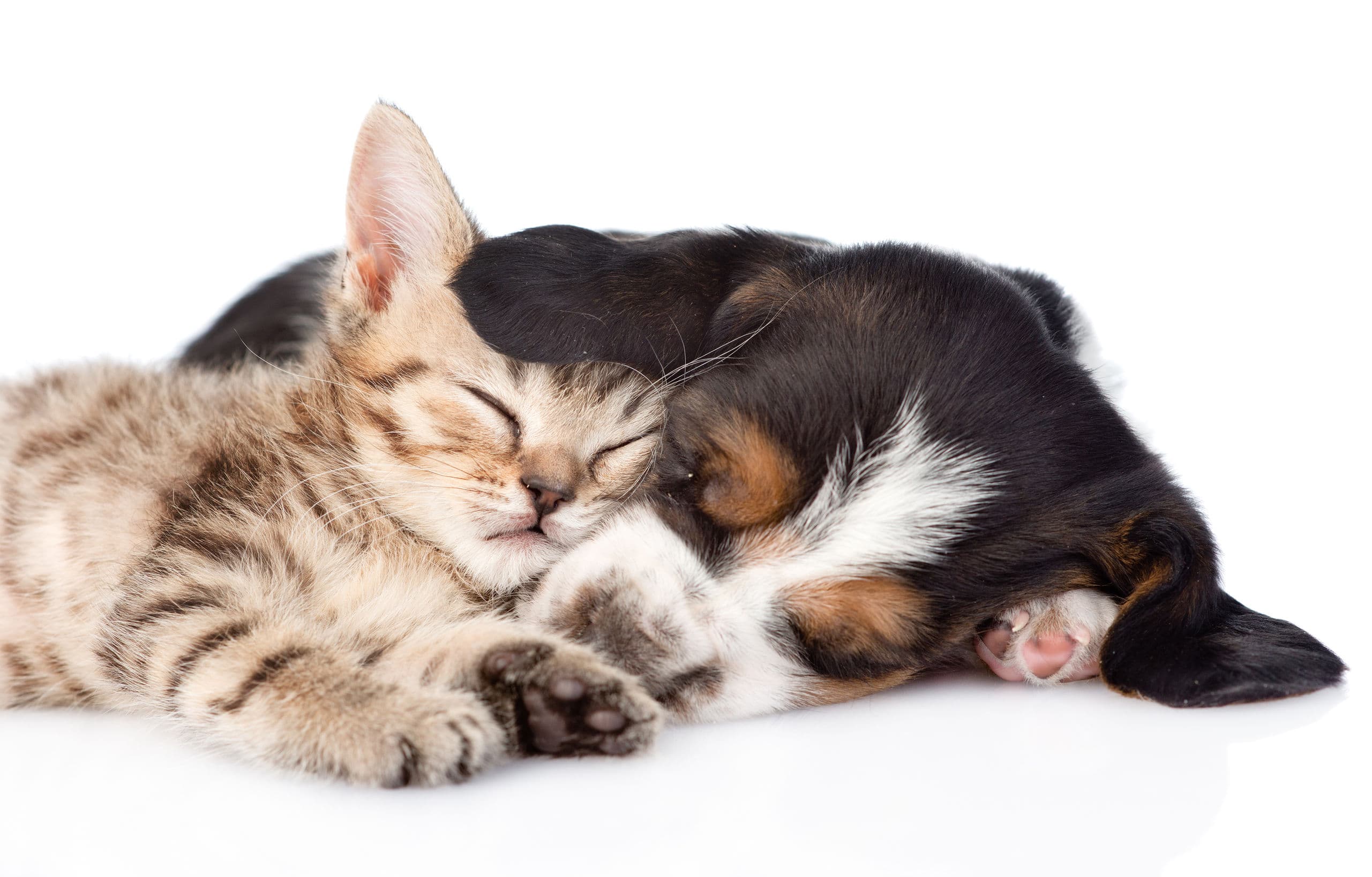 Pet Loss: The Often Discounted Grief