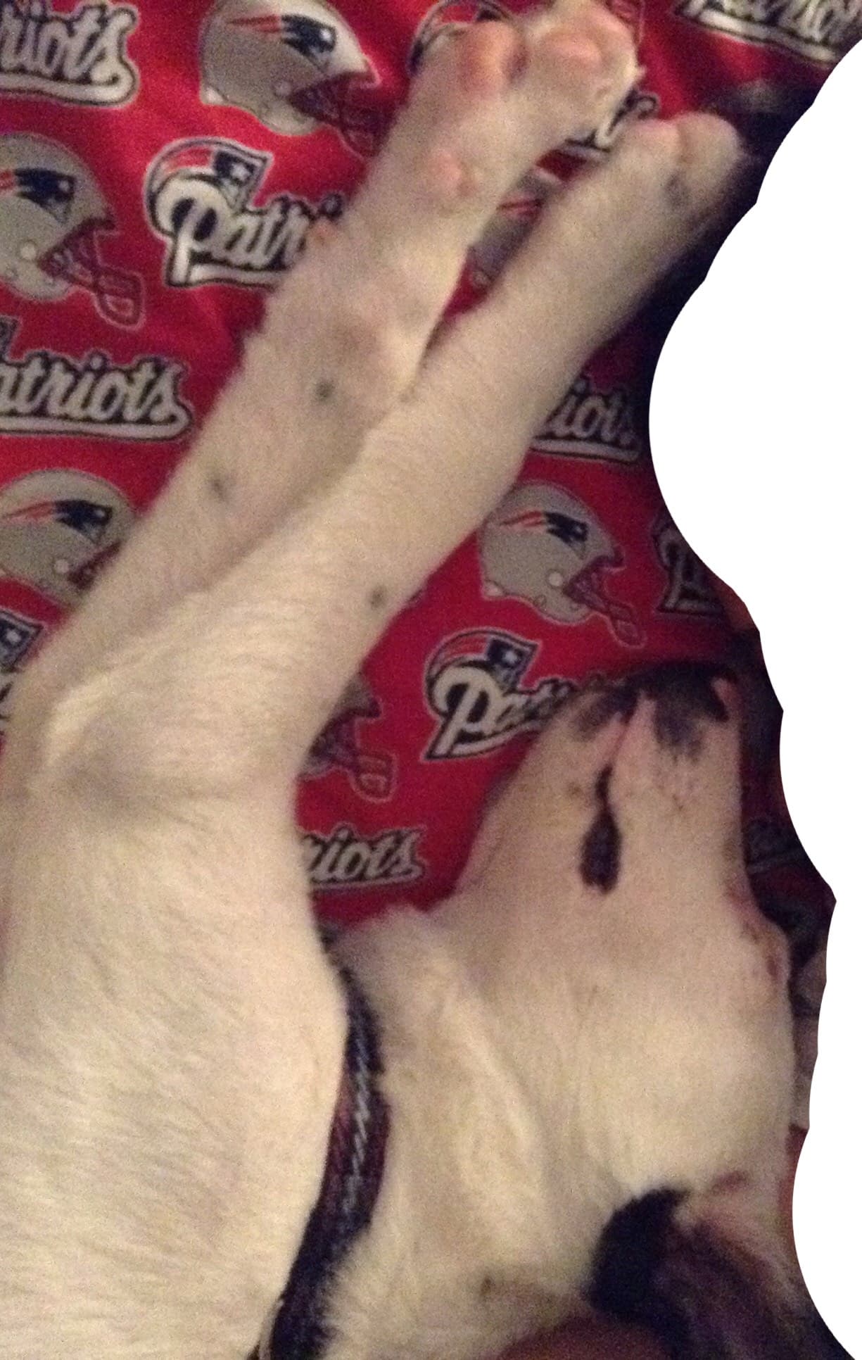 Pet Loss - One Family's Story