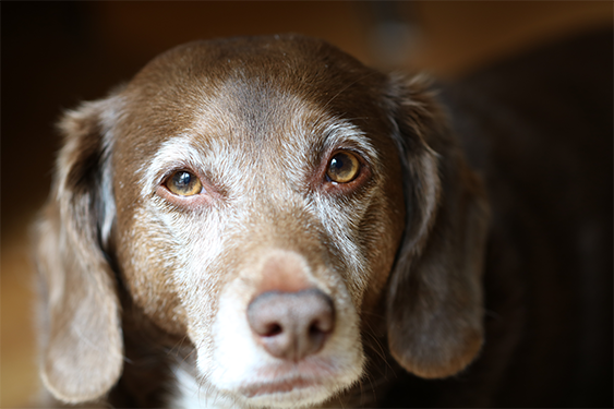 older dog looking at camera