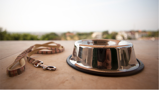 a empty bowl and leash on the ground