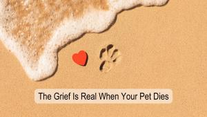 pet loss, animal loss, death, waves of sadness, trouble concentrating, loss of appetite, sadness, discounted loss, emotional pain, replace the pet, grief, relief, no longer suffering, heartbroken, let go of guilt