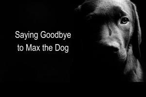 Dog died pet loss death hope grief answers pain recovery 