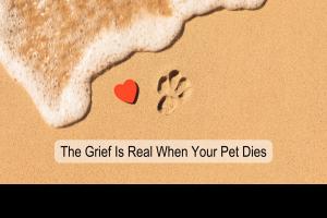 pet loss, animal loss, death, waves of sadness, trouble concentrating, loss of appetite, sadness, discounted loss, emotional pain, replace the pet, grief, relief, no longer suffering, heartbroken, let go of guilt